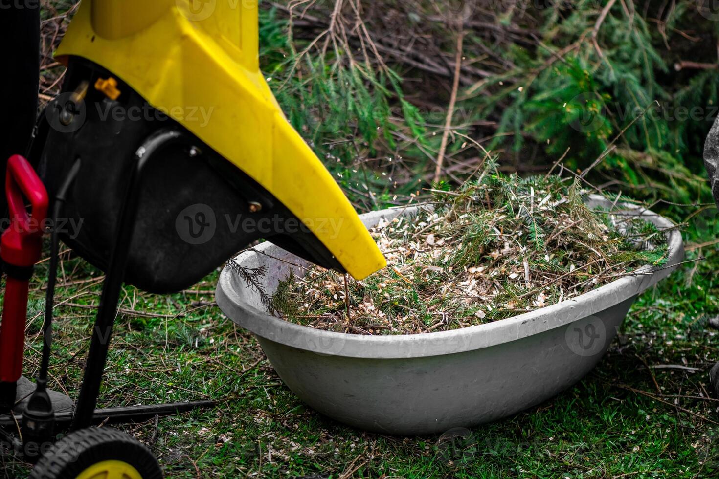 The process of chopping branches into mulch with wood chipper in garden, ecology, wood recycle photo