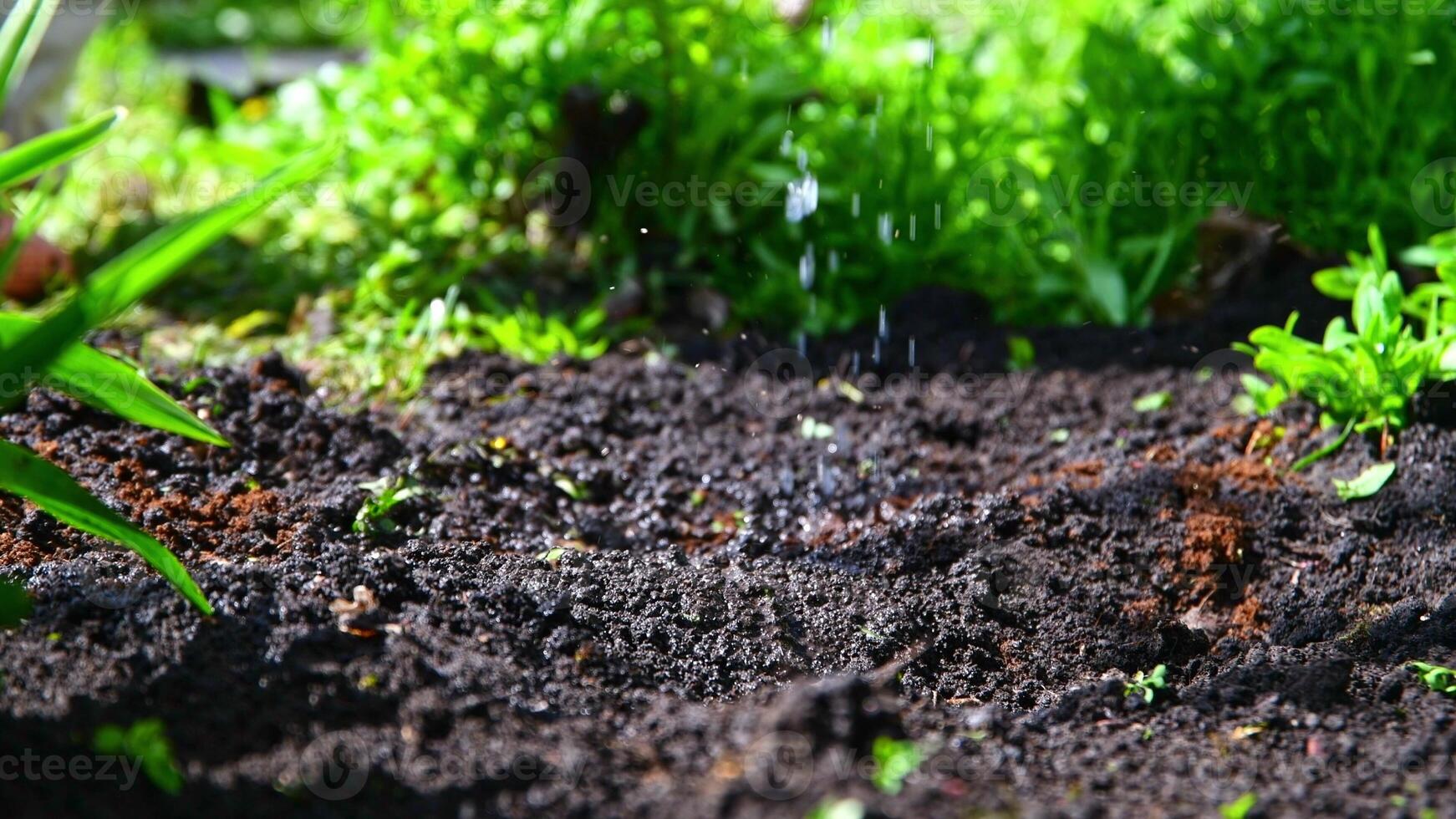 Close watering from a watering can of seeds planted in the ground photo