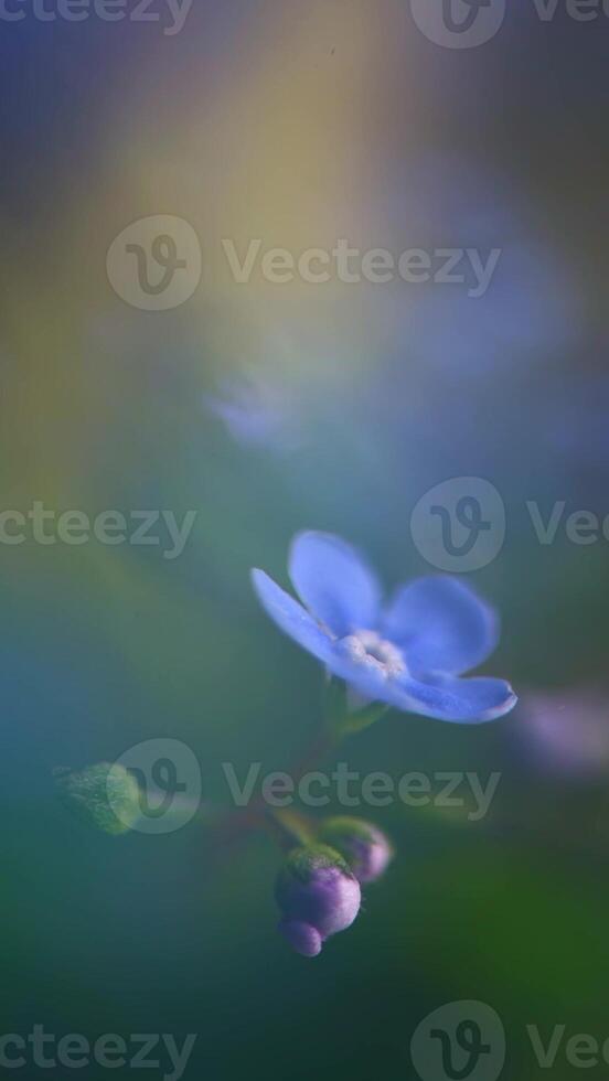 close-up forget-me-not flowers against a background of foliage, macro photography. symbol of love and fidelity photo