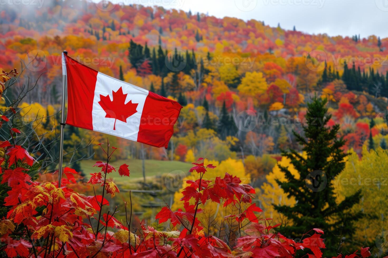 Canadian flag on nature and maple background, Canada Day photo