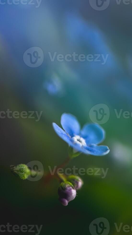 close-up forget-me-not flowers against a background of foliage, macro photography. symbol of love and fidelity photo