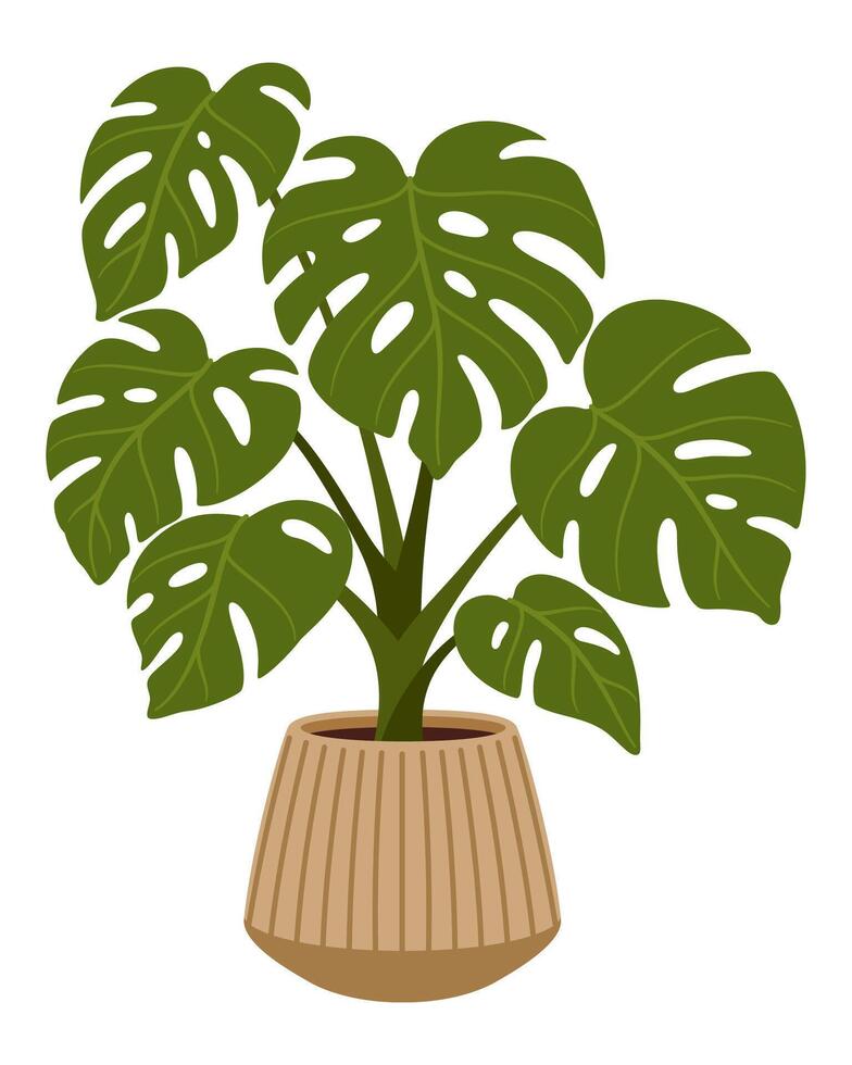Pot with monstera plant. Isolated flower vector