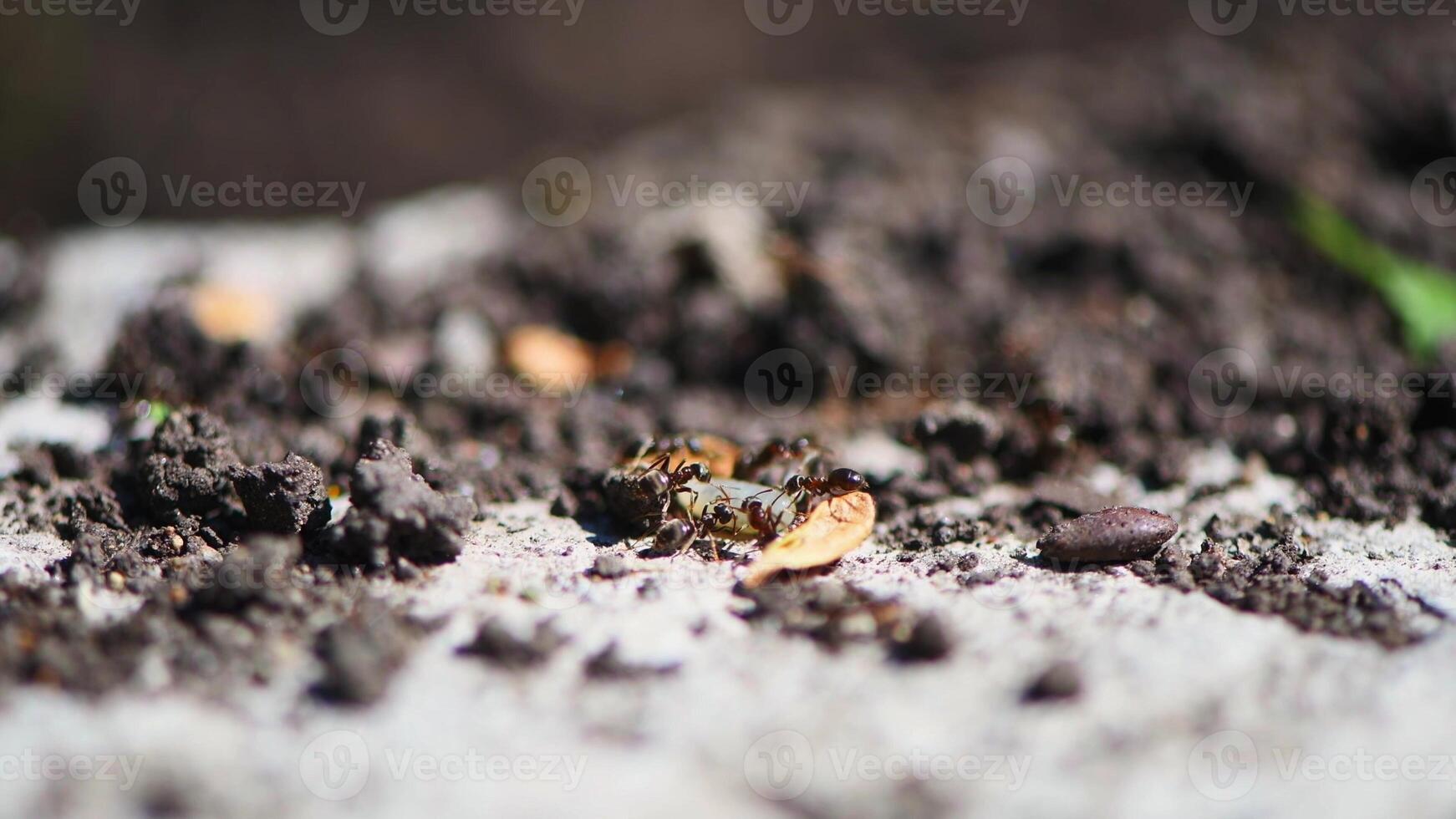 ants in the garden. destroyed anthill, ants carry eggs photo