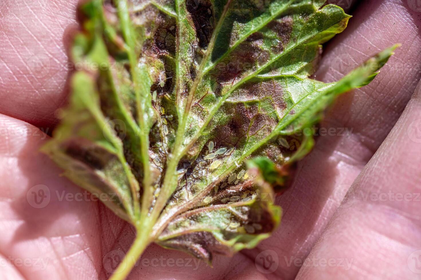 aphids on damaged currant leaves, Pests on garden plants, gardening, pest control photo