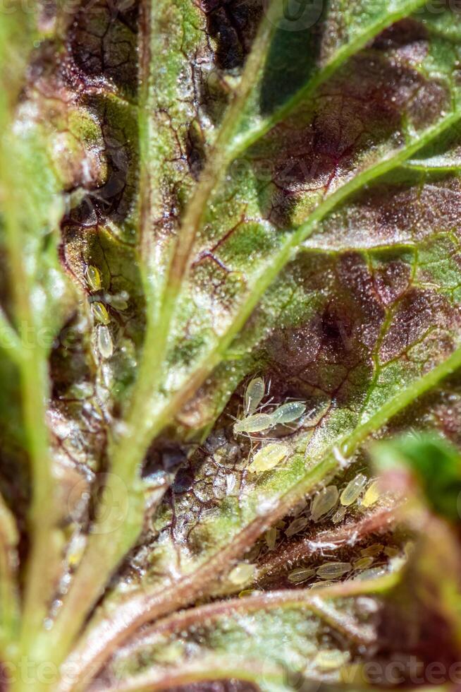 aphids on damaged currant leaves, Pests on garden plants, gardening, pest control photo