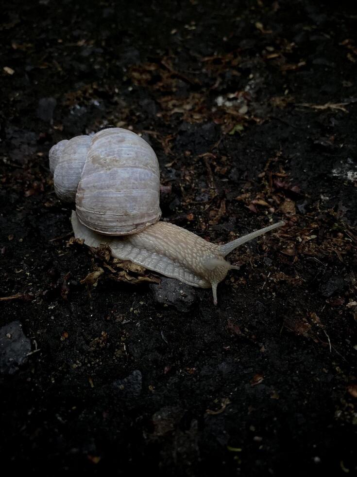 Snail crawling on the ground close-up view photo