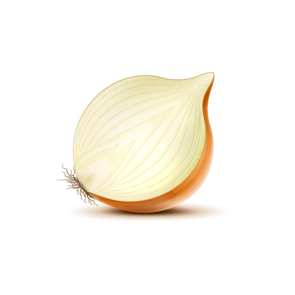 Isolated realistic yellow raw onion vegetable half vector