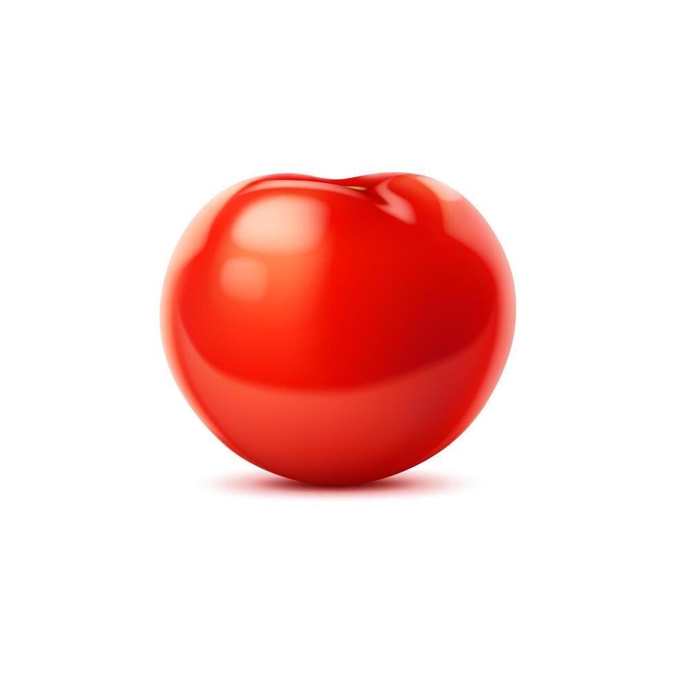 Raw realistic red ripe tomato, whole vegetable vector