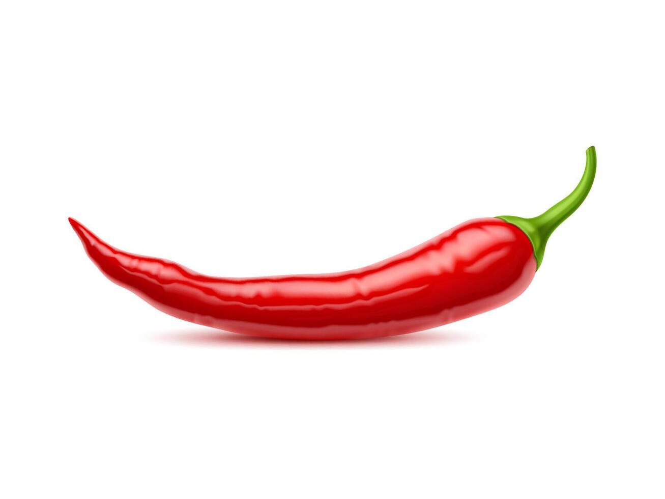 Realistic raw isolated whole chili pepper 3d pod vector