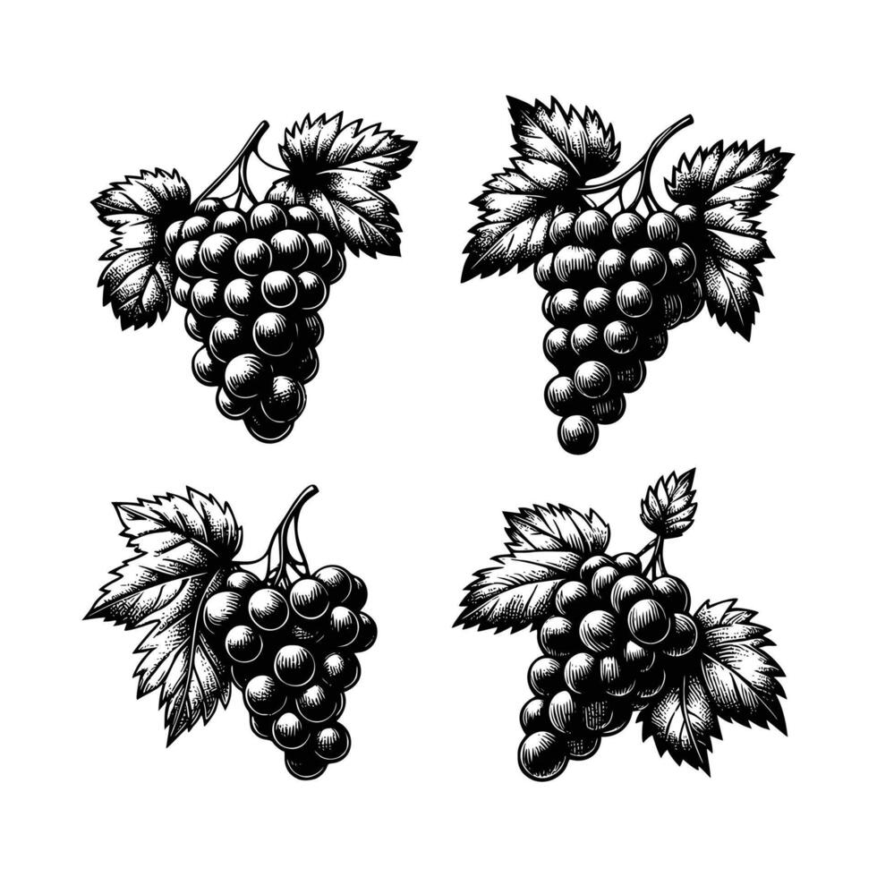 set of grapes illustration. hand drawn vintage grape black and white illustration isolated white background vector