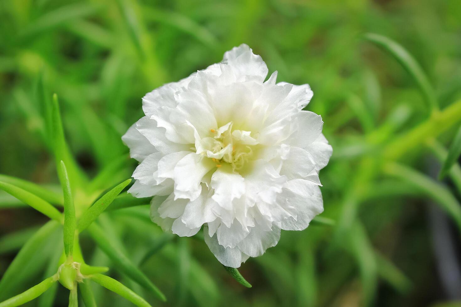 Moss rose flower grow and bloom in the garden. Moss rose flower has botanical named Portulaca grandiflora from portulacaceae. Moss rose has white color photo