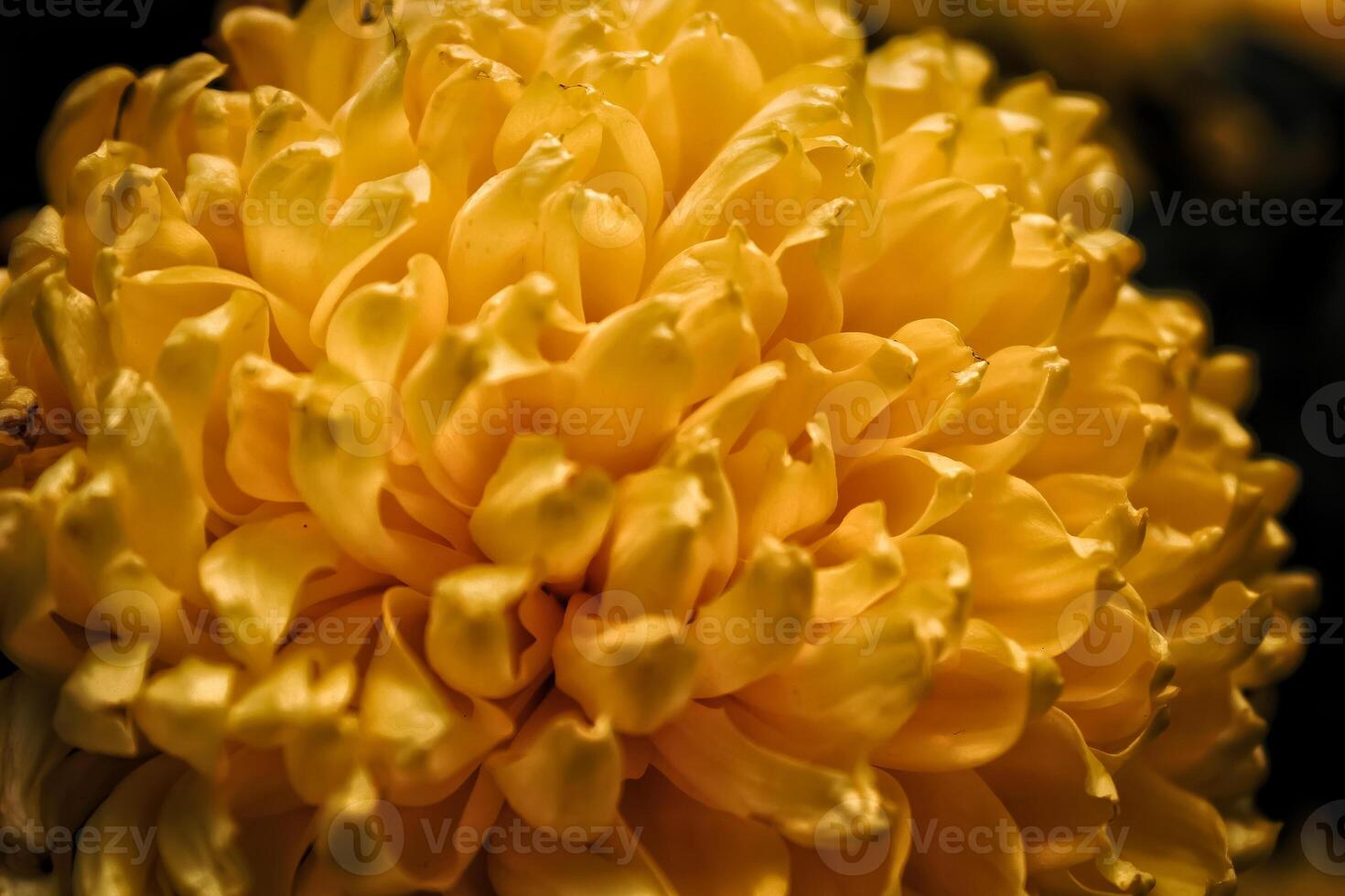 Chrysanthemum flower has beautiful bright yellow color. Chrysanthemum botanical name Chrysanthemum Morifolium. Chrysanthemum from asteraceae family. this plant grow and bloom in garden at summer photo