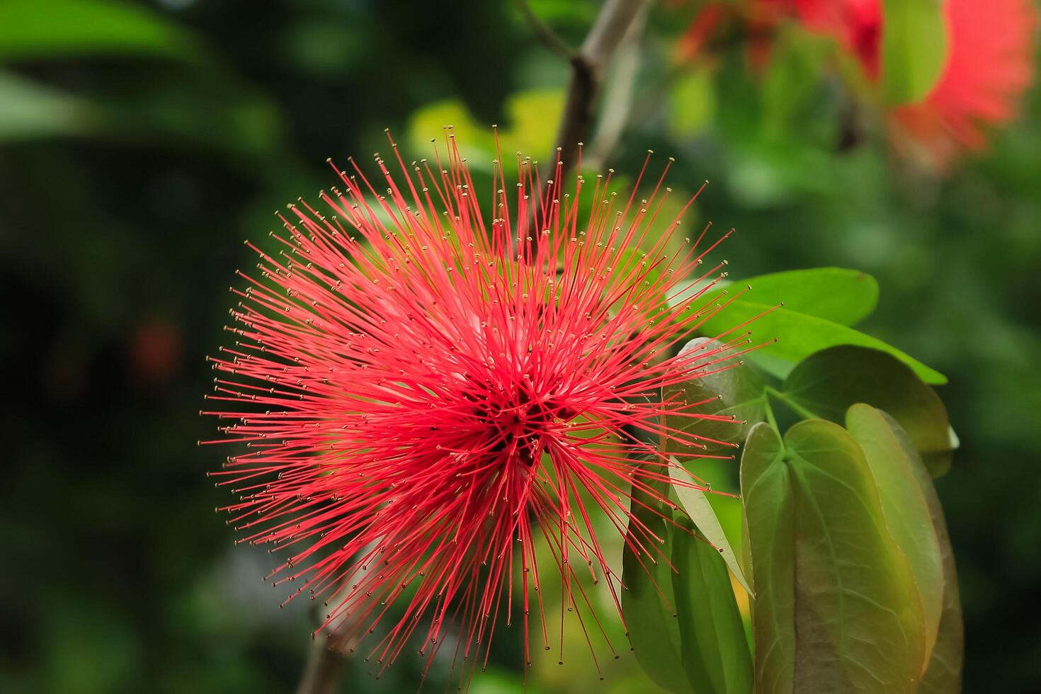 Calliandra have latin named Calliandra tergemina. Calliandra flower from fabaceae family. Calliandra flower have many color. this plant grow in the garden photo