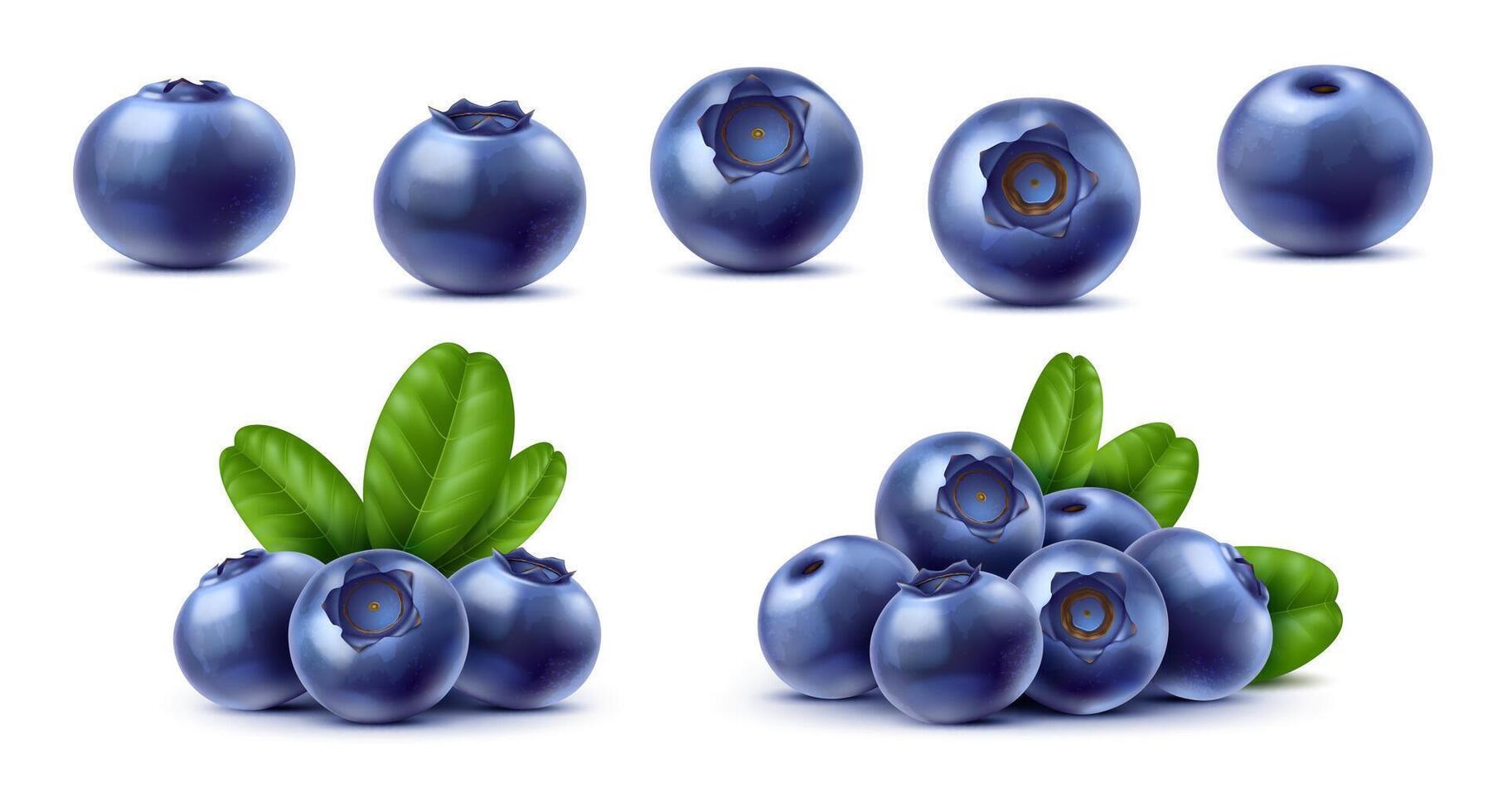 Realistic raw isolated ripe blueberry or bilberry vector
