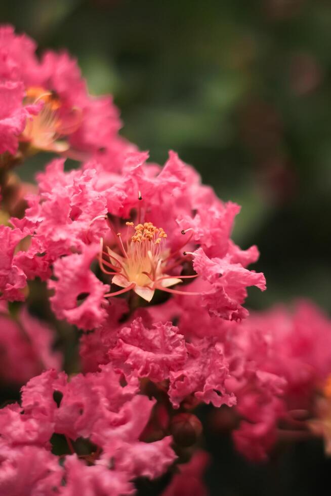 crepe myrtle flower bloom in the garden. crepe myrtle flower has botanical named lagerstroemia indica from lythraceae. crepe myrtle or lagerstroemia flower has pink petal color photo