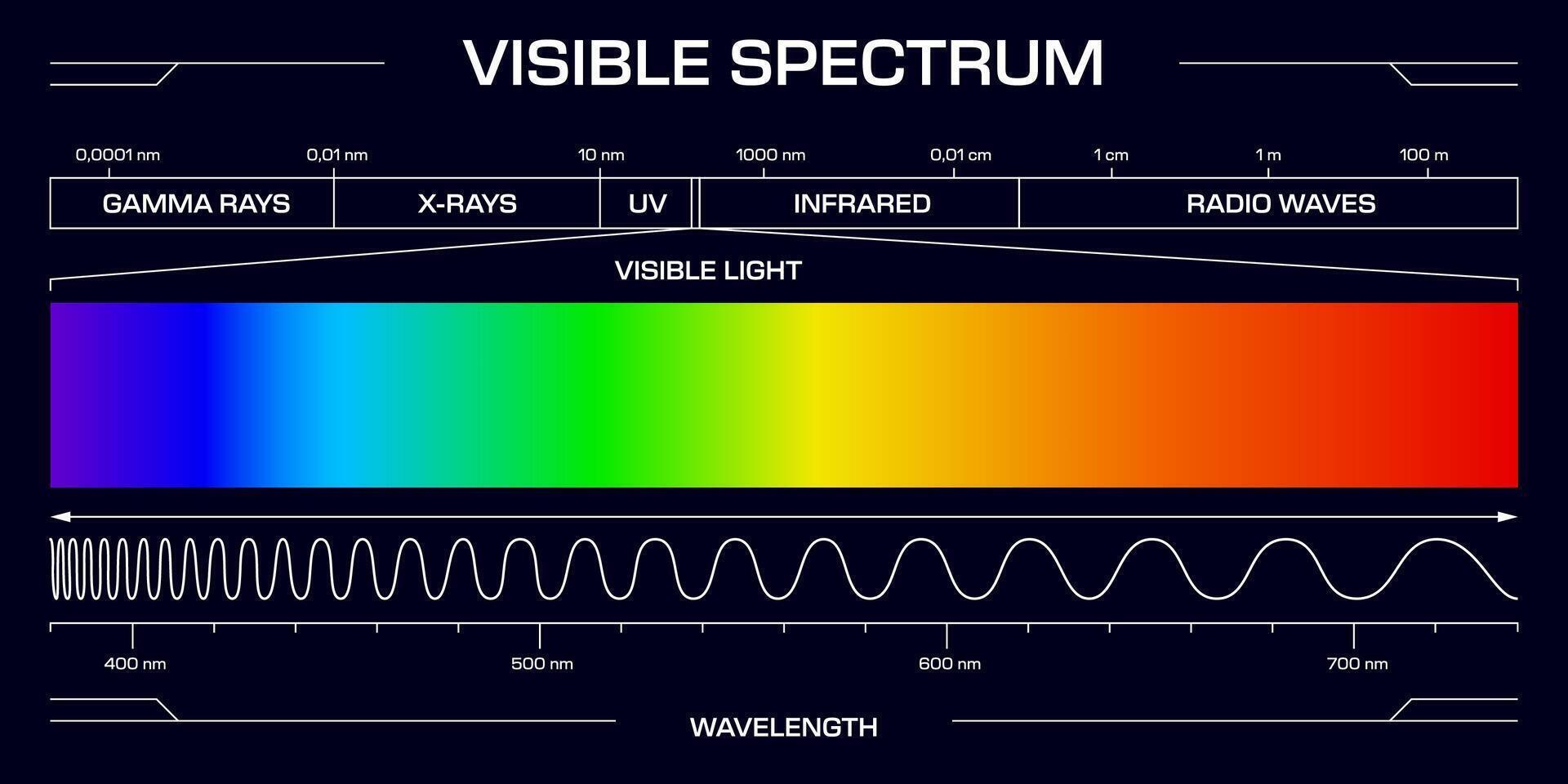 Visible spectrum light, wavelengths diagram vector
