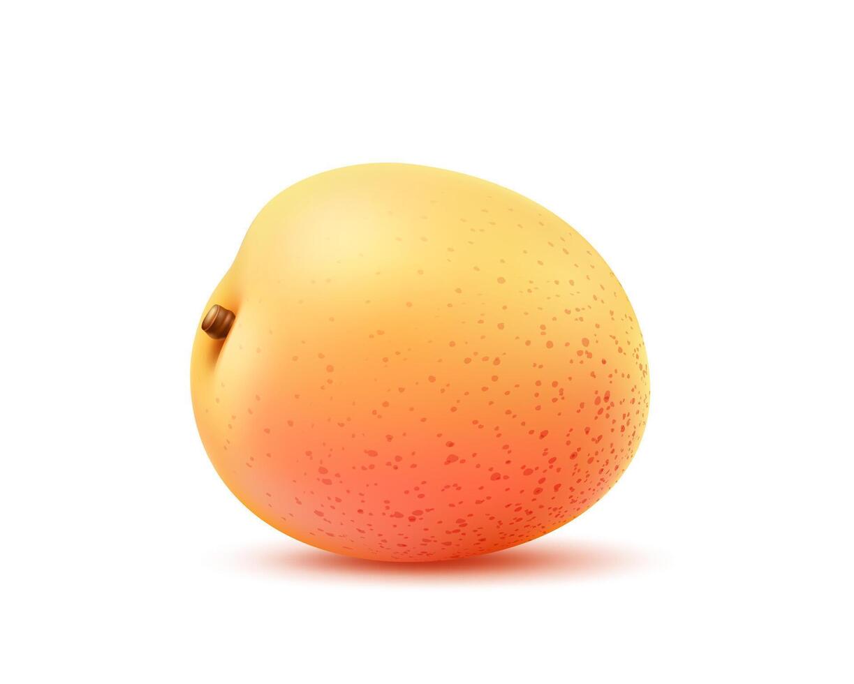 Realistic isolated ripe apricot fruit summer treat vector