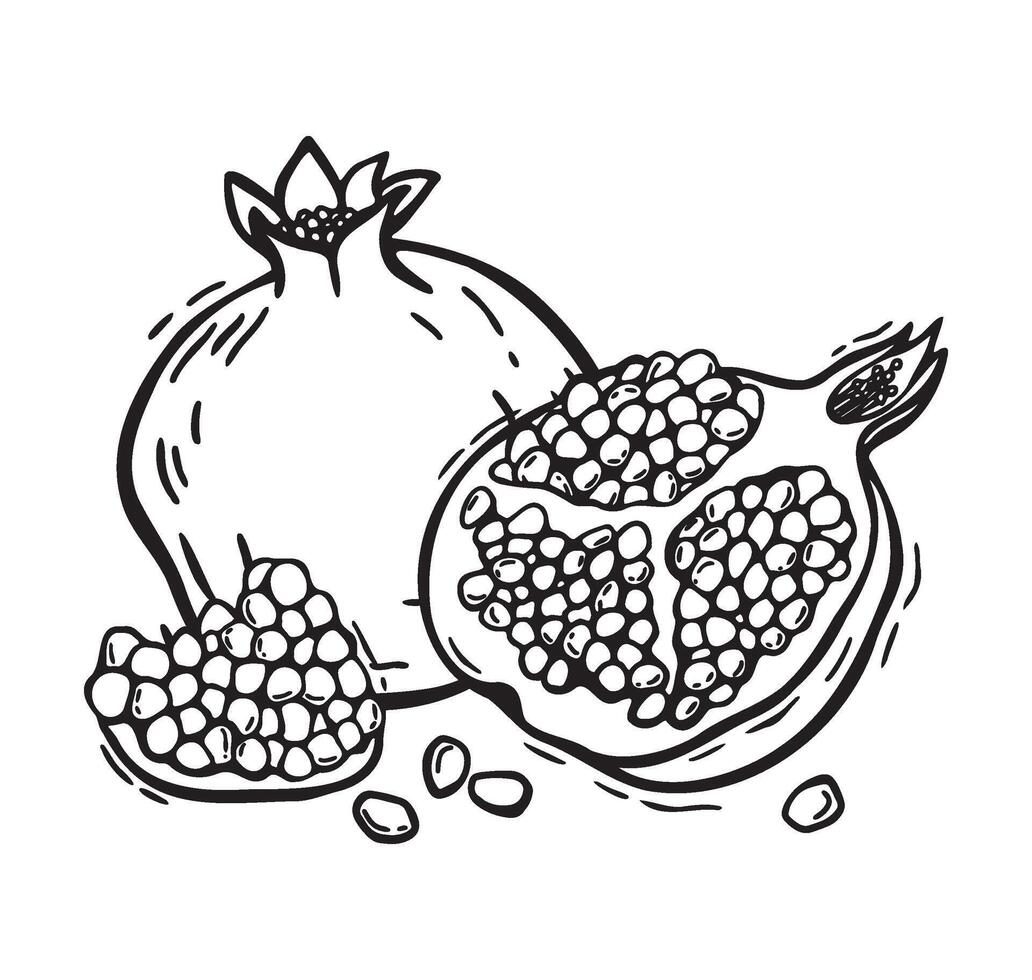 Whole pomegranate and halves. botanical black and white illustration, hand drawn on isolated background in linocut style. Drawing for design of packaging of food products, cosmetics, recipes vector