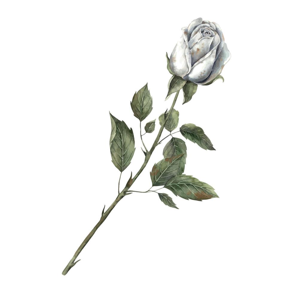 White rose with green leaves on a long stem. Hand drawn watercolor illustration in botanical style. For design, decorations, cards, invitations for Halloween, Wedding, Mother's Day, Valentine's Day. vector