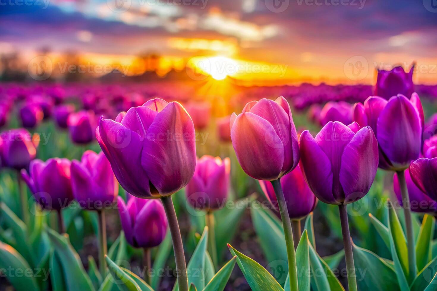 Close-up view of beautiful purple tulip flowers blooming at sunset. Purple tulips in the morning. photo