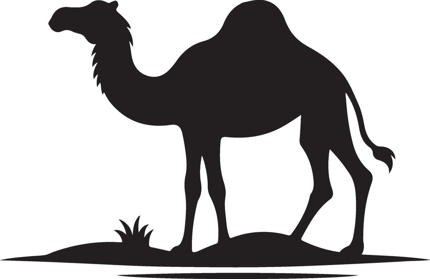 Camel illustration on white background, vector