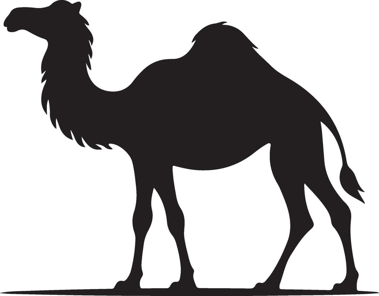 black camel in desert silhouette illustration on white background vector