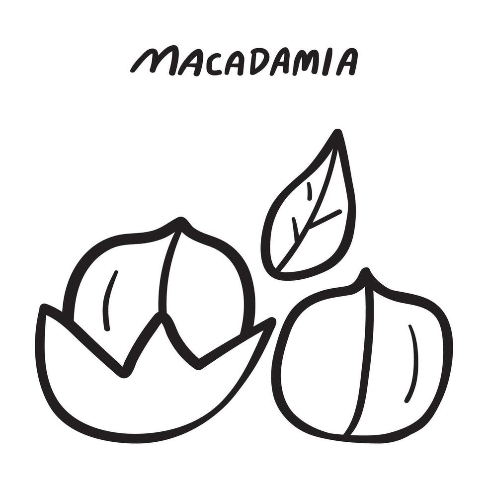 Macadamia nut. Outline icon. hand drawn illustration on white background. vector