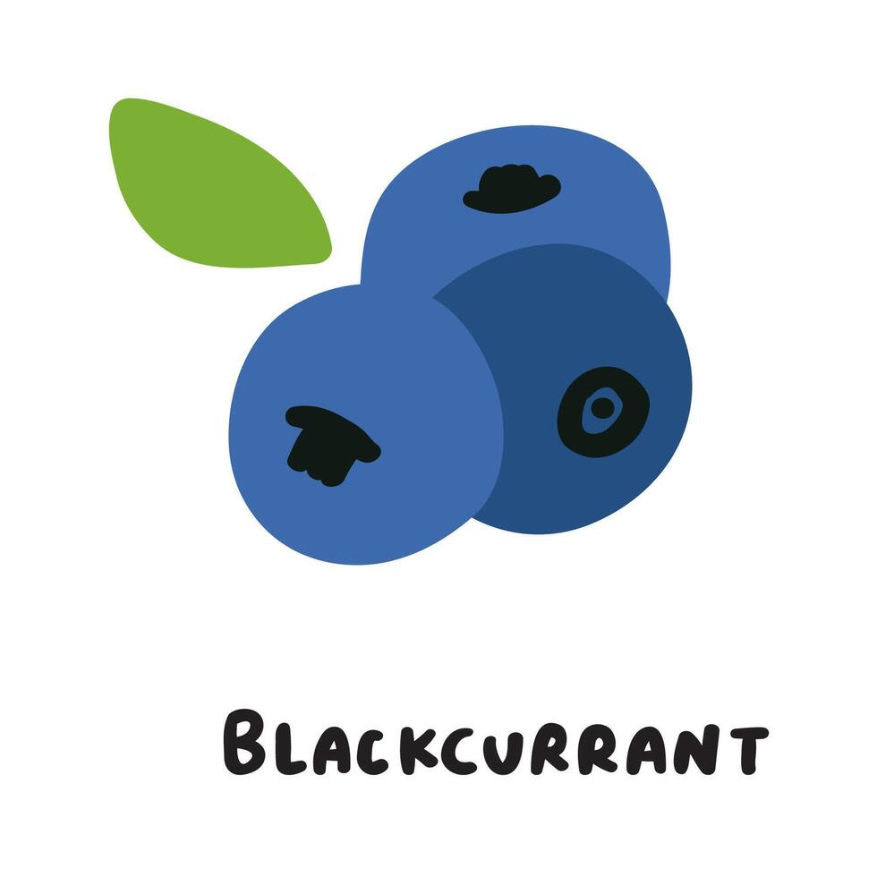 Blackcurrant. design. Berry. Organic food. Healthy eating. illustration on white background. vector