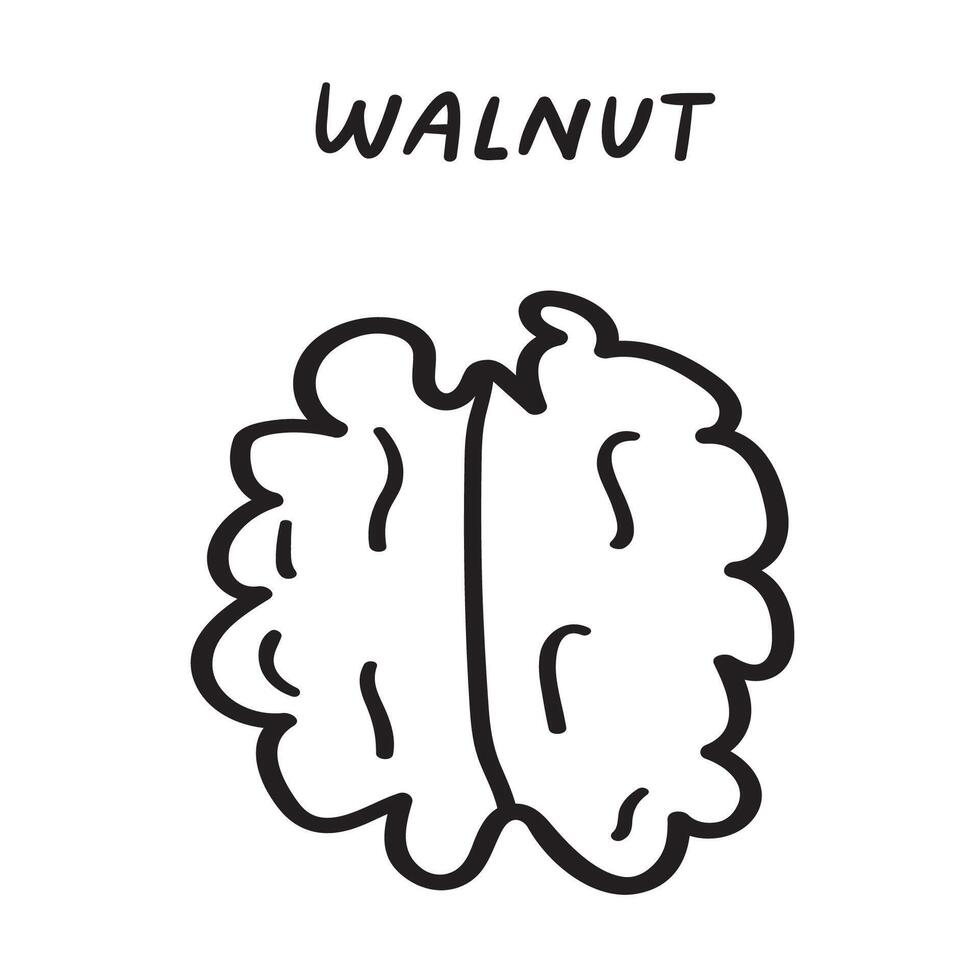 Food design. Walnut. Black color. Outline illustration. hand drawn icon on white background. vector