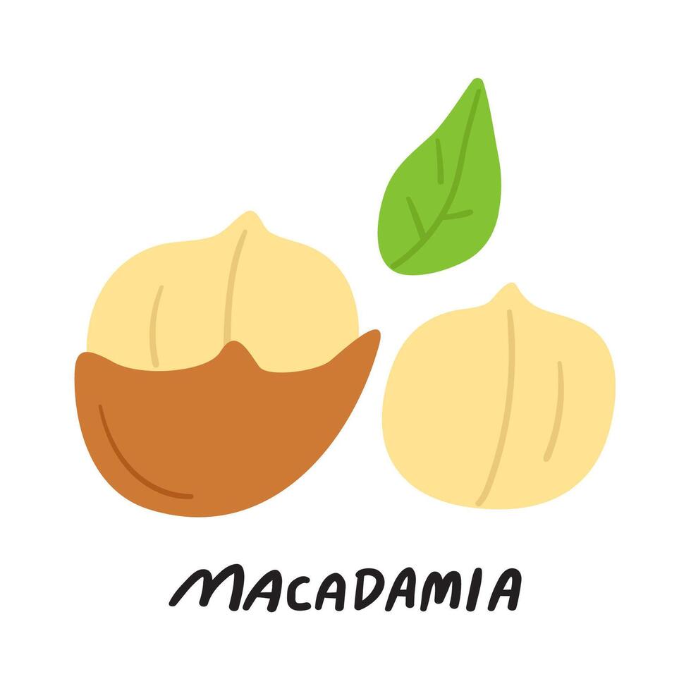Macadamia nut. Healthy organic food. Flat hand drawn icon on white background. vector