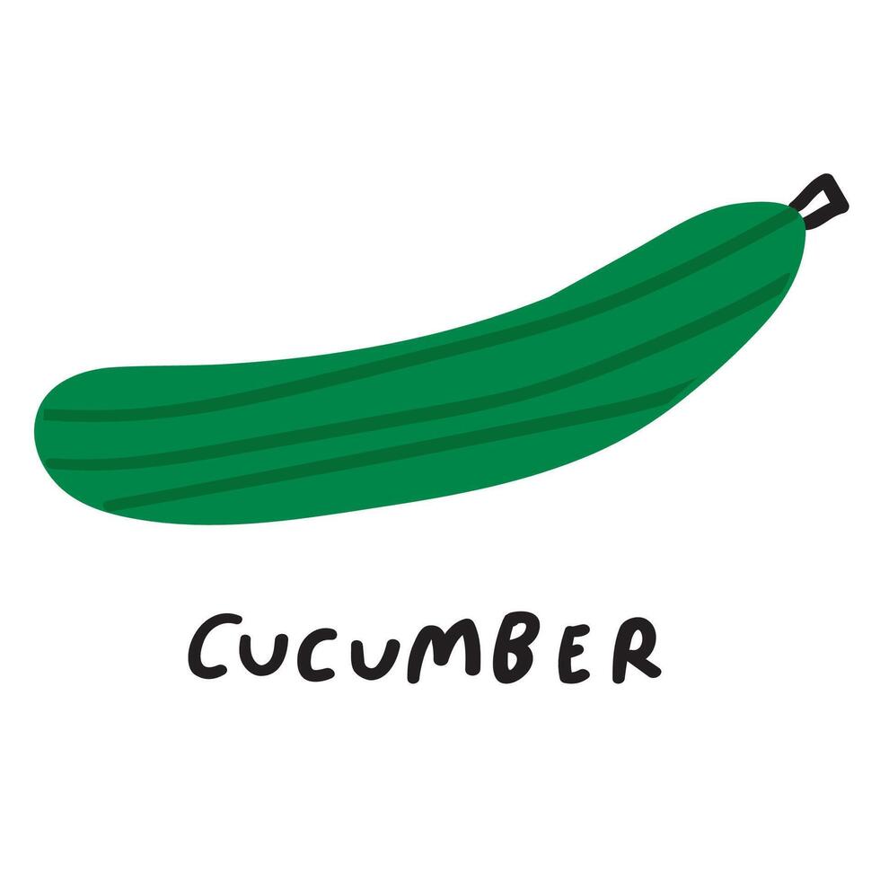 Cucumber. Vegetable. Hand drawn design. Illustration on white background. vector