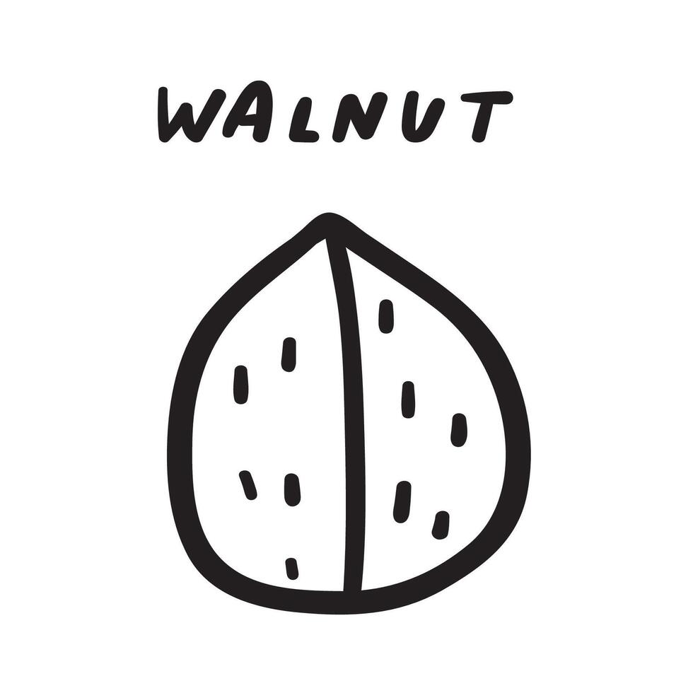 Walnut. Outline icon. Hand drawn illustration on white background. vector