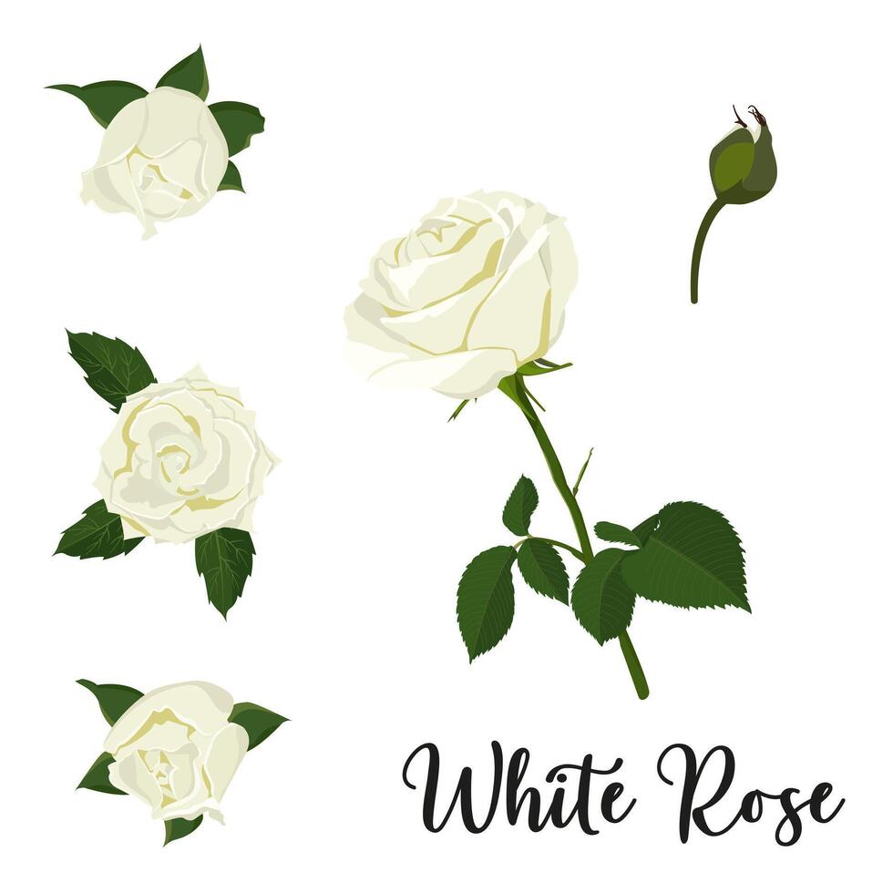 image of a set of white rose. Garden delicate white flower on a stem with buds and leaves. vector
