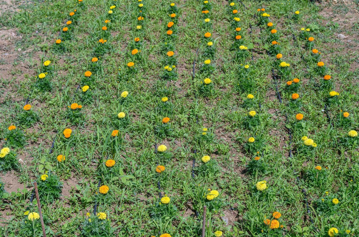 Chernobyvtsy flowers in the garden in Cyprus photo
