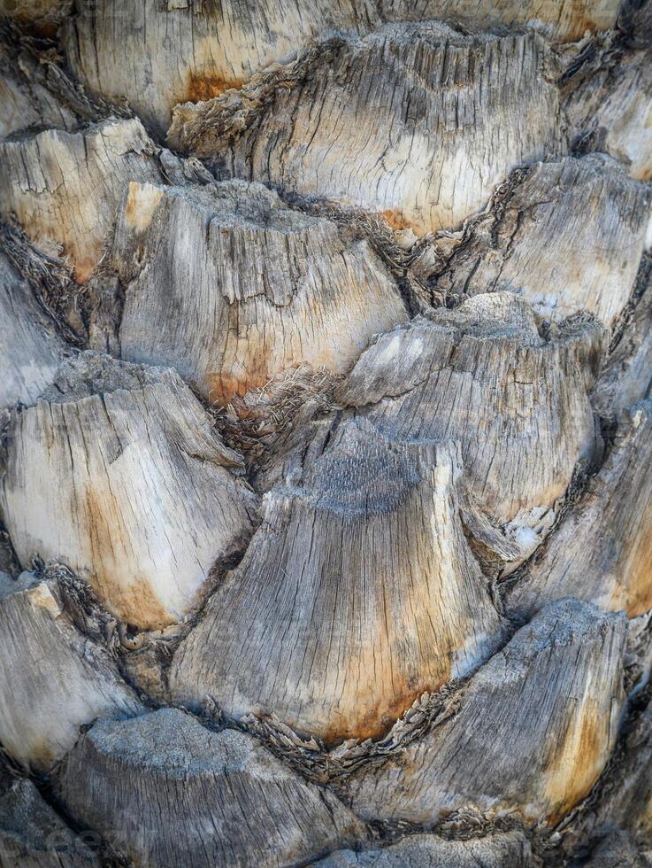 Close up of the tree trunk of a Date Palm tree photo