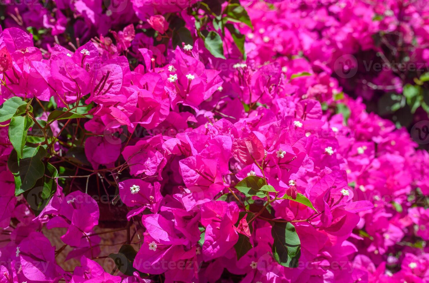 Pink bougainvillea flowers in the park photo