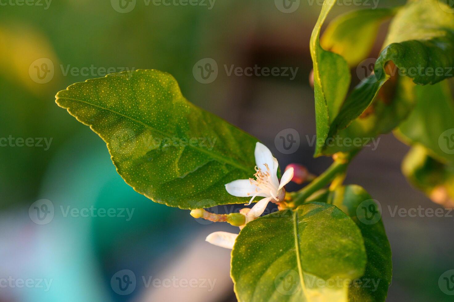 lemon flower on a branch in the garden at sunset 1 photo