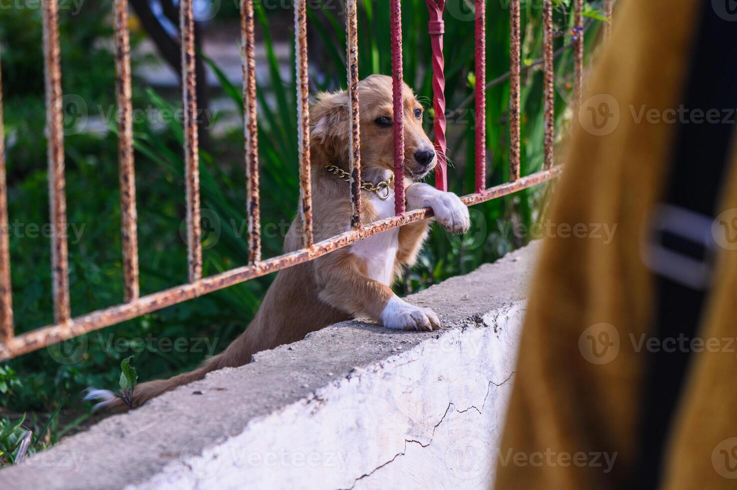 puppy behind wooden fence bars peeking nose funny little dog photo