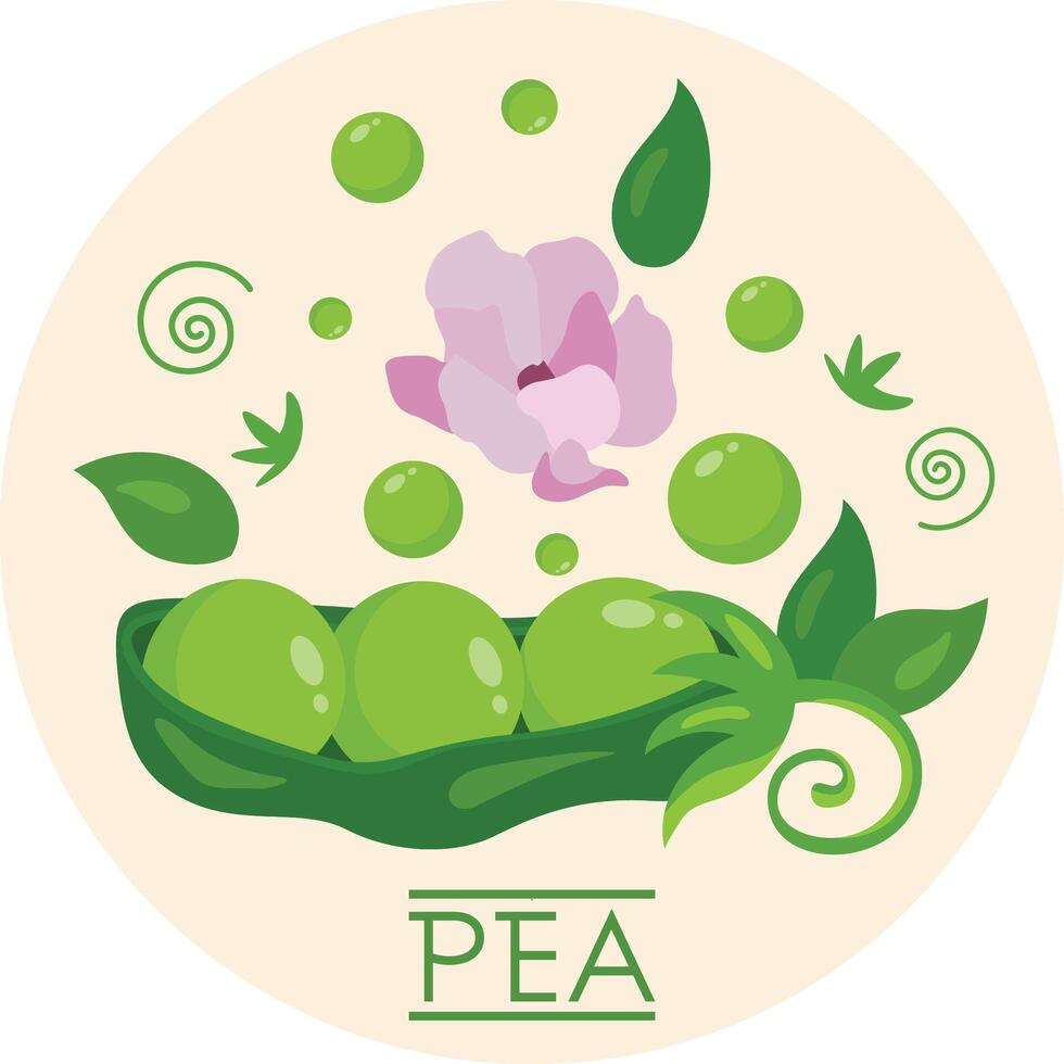 Round illustration with green pea and flower vector