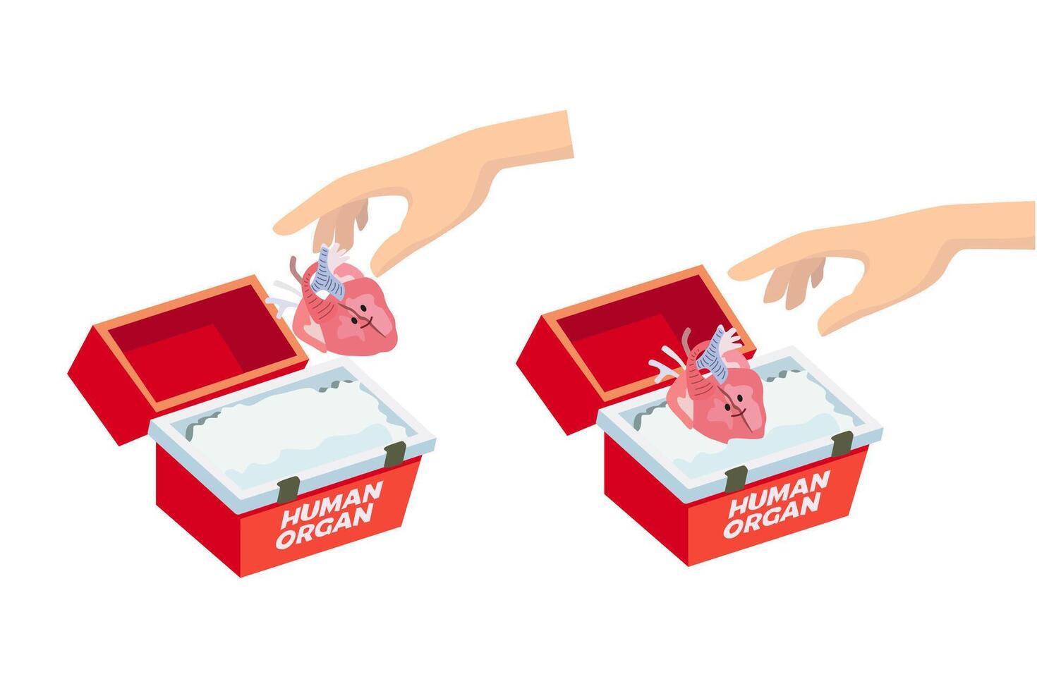 World Organ Donation Day. Organ transplantation box. Transport cooler bag for donation organs. Human hands placing a donor heart in a refrigerated medical box vector