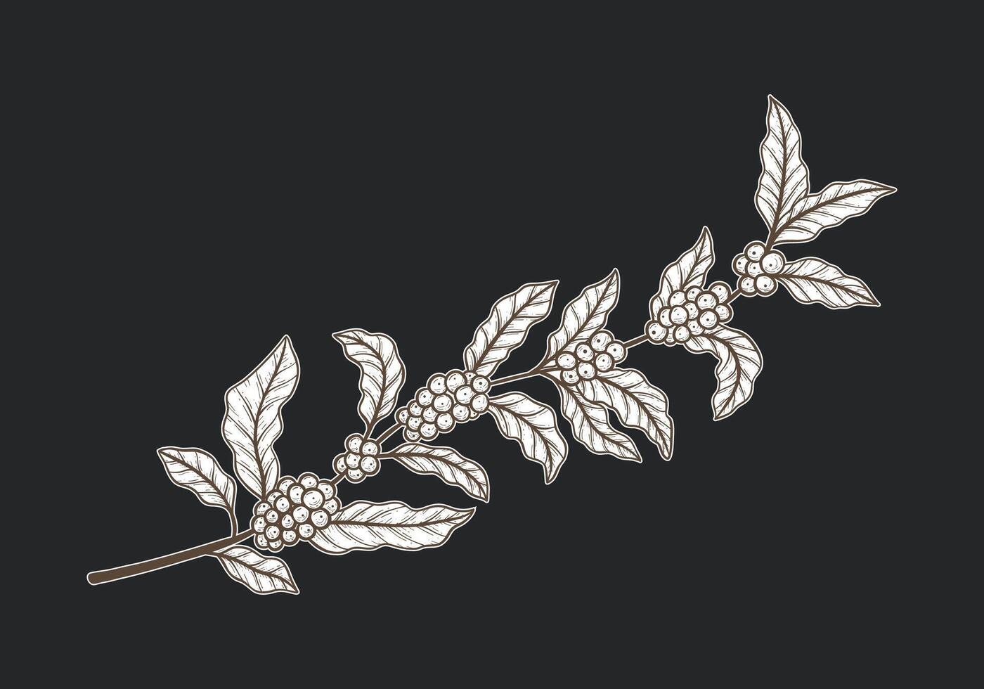 Branch of Coffee plant leaves with fruits hand drawn sketch isolated illustration vector