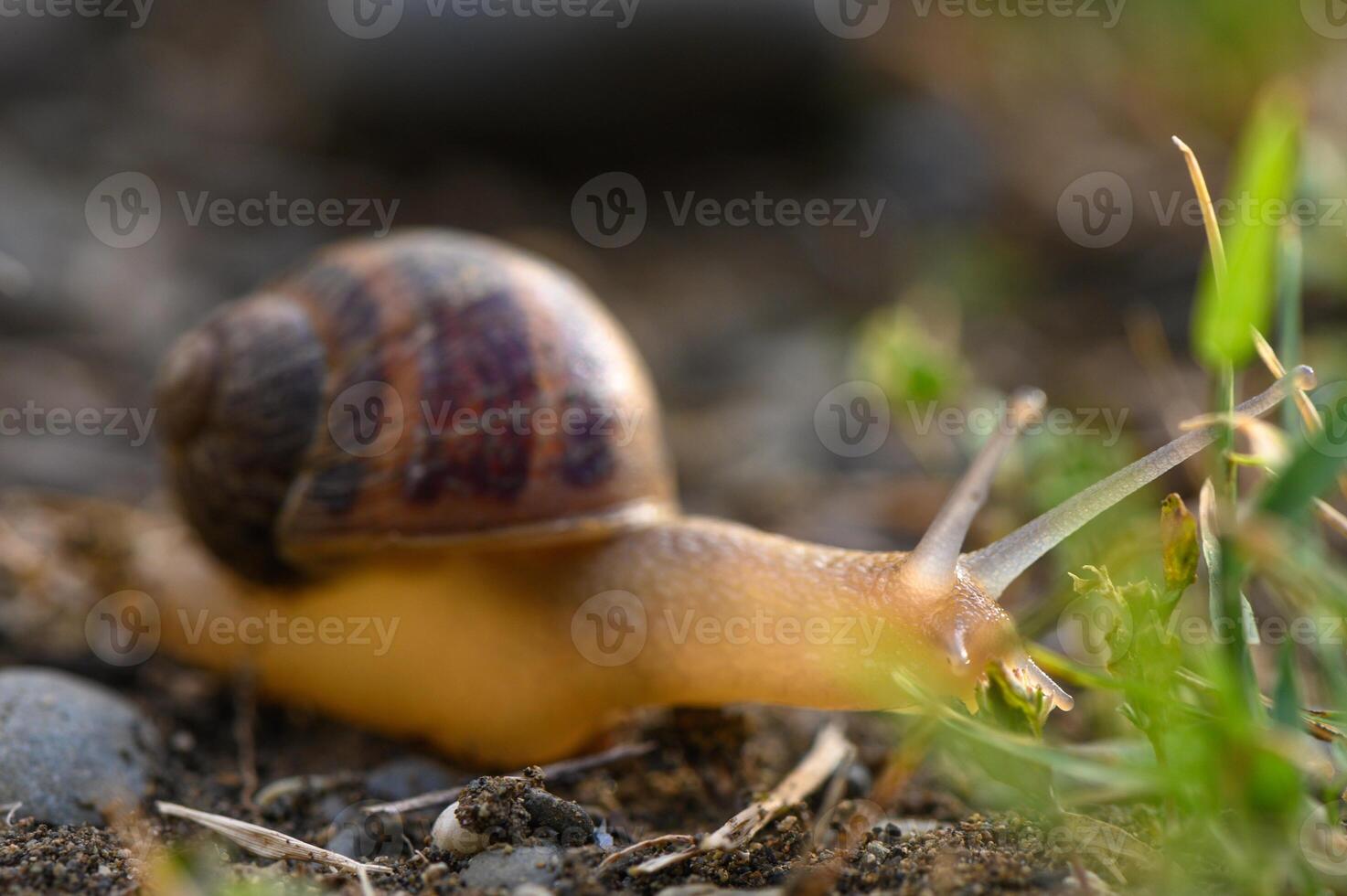 Big snail in shell crawling on road, summer day in garden photo