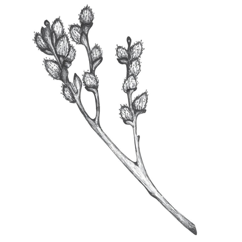 An ink drawing of willow twig in . Hand-drawn graphic illustration in gray halftones. Pussy-willow branch sketch. For invitations, postcards, paper crafting. Easter clipart. vector