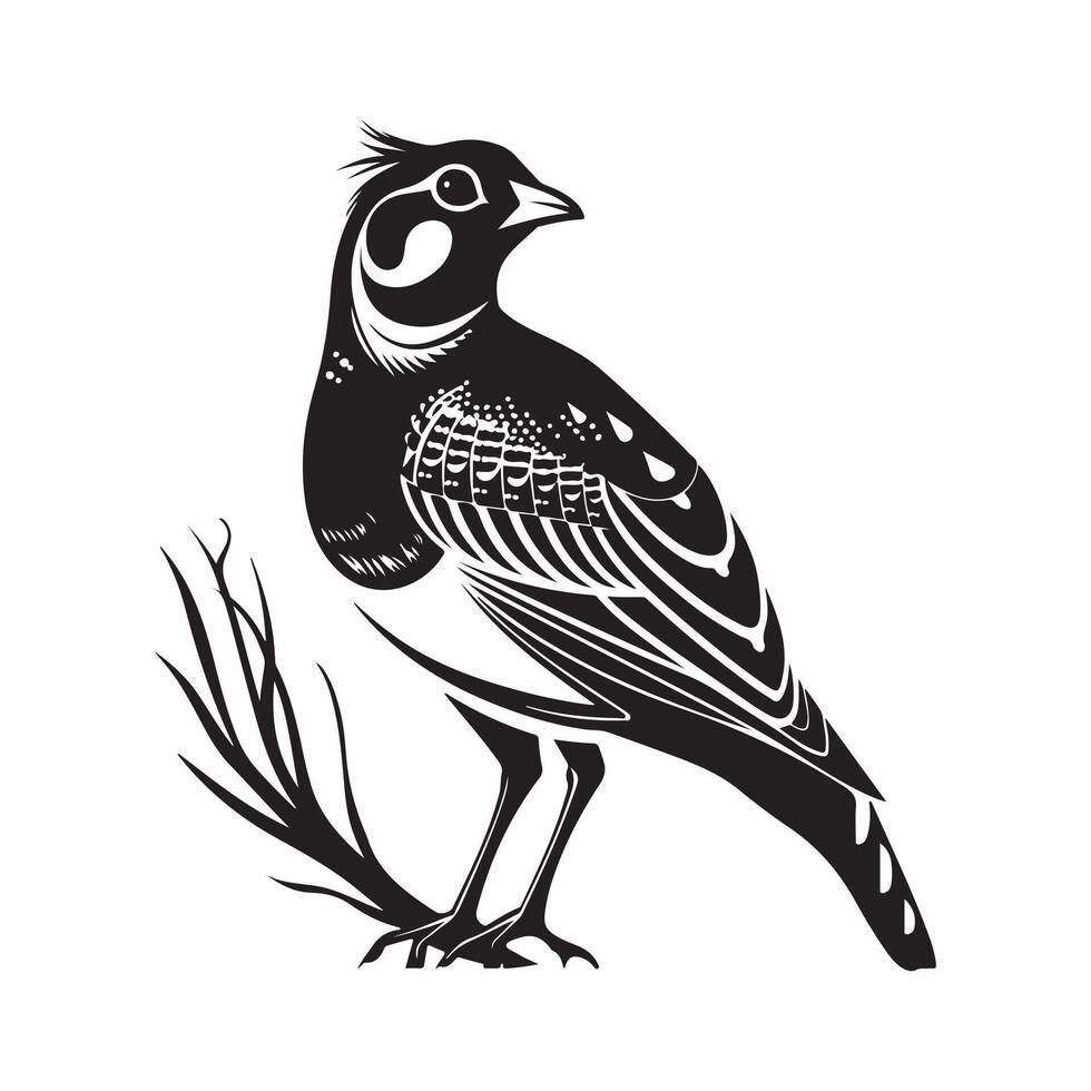 Quail standing image isolated on white background vector