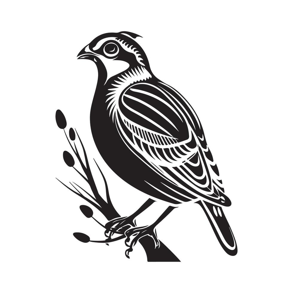 Quail Bird image. Black And White Illustration Quail Bird image Isolated On Background vector