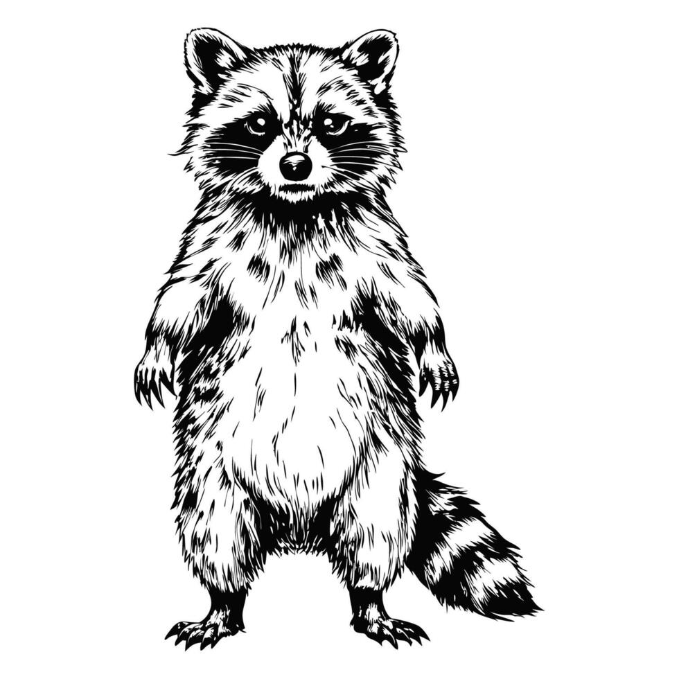 Sketch of a raccoon standing on its hind legs, front view, on a white background vector