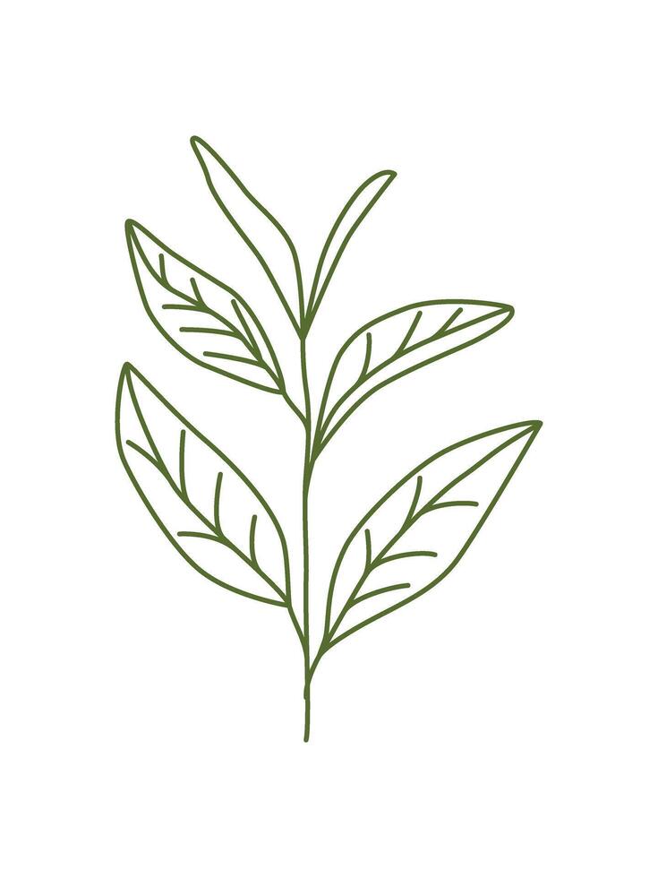 Outline tea branch isolated on white background. Hand drawn leaves and stems. Line art drawing of tea branch. Green and black tea. Logo, icon, doodle. Botanical sketch. Plant. Nature. vector