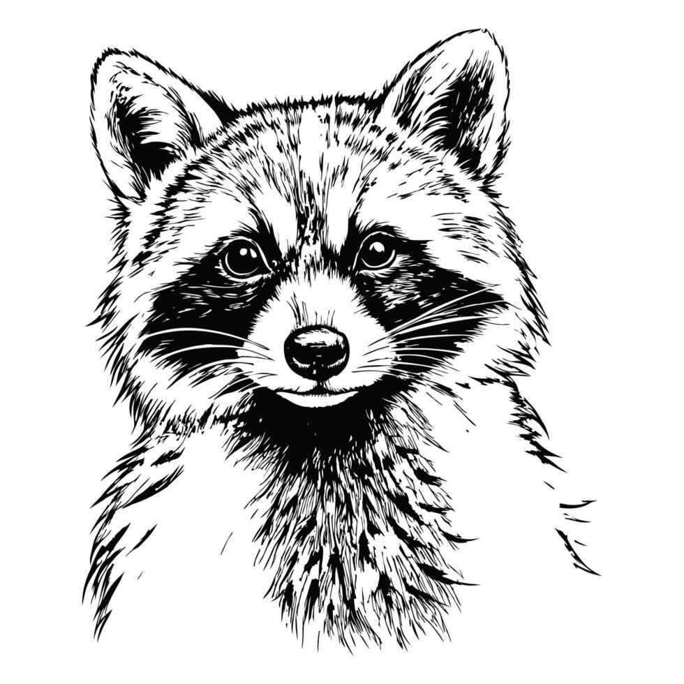 Sketch of a raccoon standing on its hind legs, front view, on a white background vector