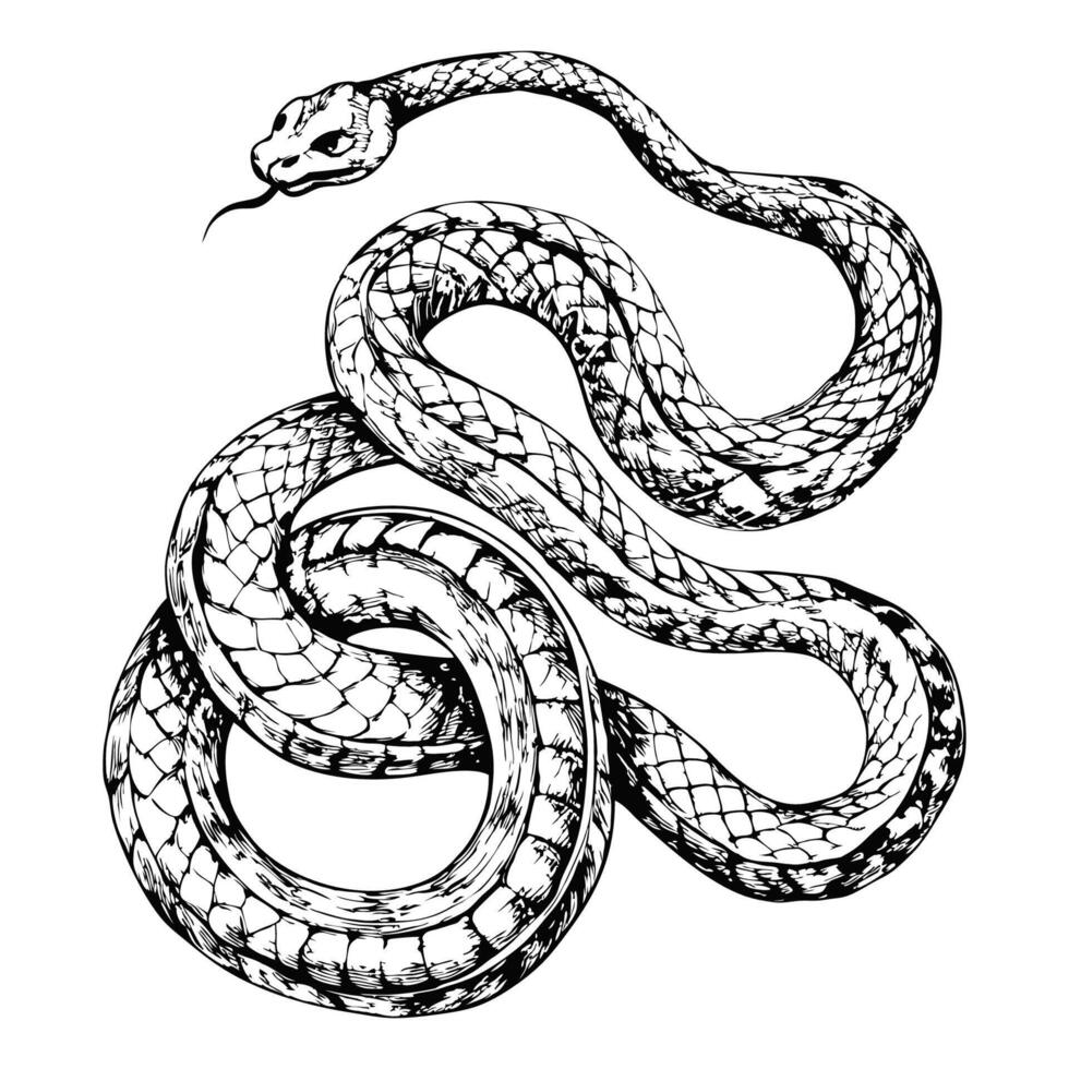 Sketch of a snake with head raised, side view, on a white background vector