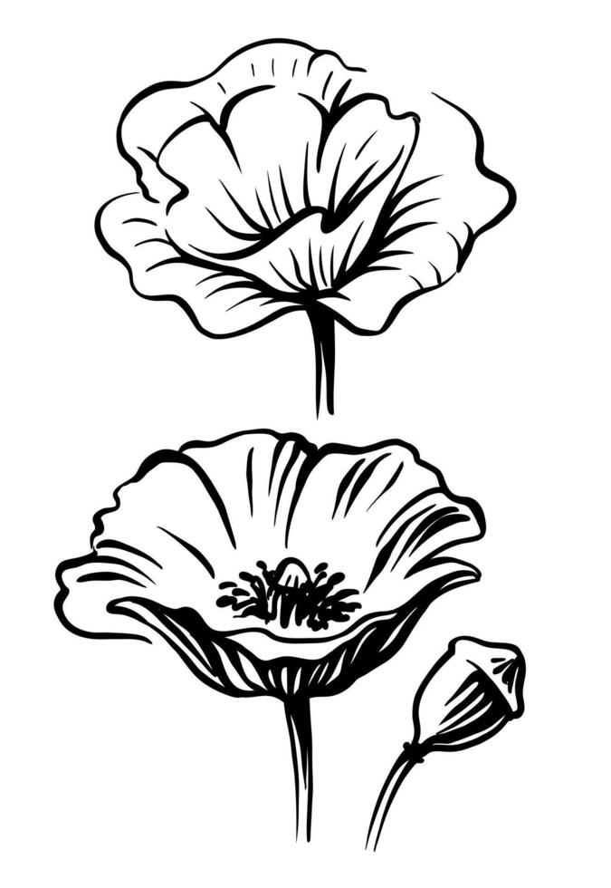 Poppies sketch art. Monochrome floral vector